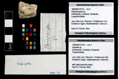 Foto (Objekt + Etikett) von Gabriella sp.  (NHMW-GEO-1990-0041-4735)